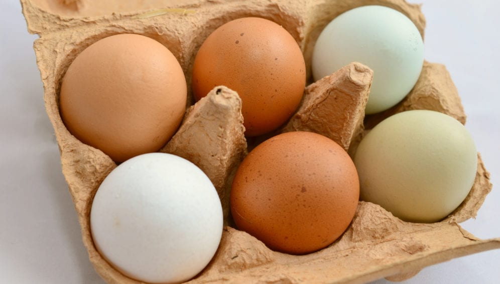 eggs by pxhere PXHERE的鸡蛋