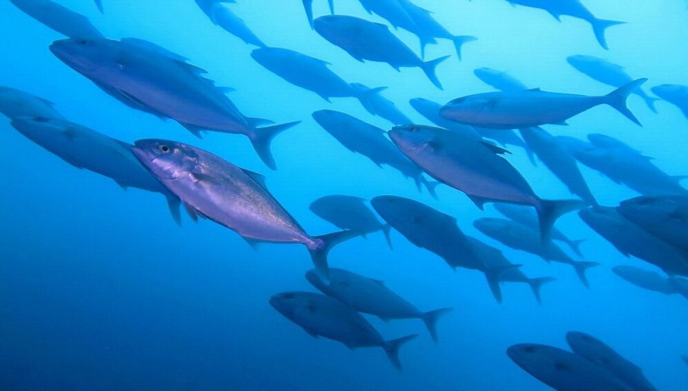 Japanese amberjack 日本amberjack