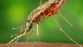 人工智能工具的pred 98%正确ict mosquitoes’ age