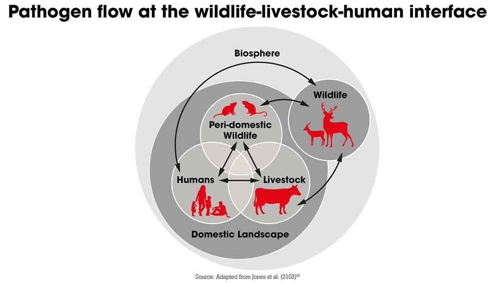 病原体流wildlife-livestock-human接口