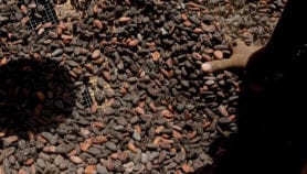 Produire del'électricitéàPartirde la coque de cacao