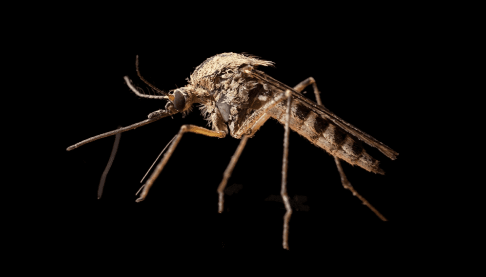 蚊子档案
