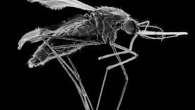 paludisme：nouveau vecteur risque decréeruneépidémieen afrique