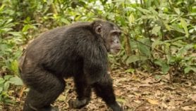 Le Cameroun sur le point de détruire un écosystème unique au monde