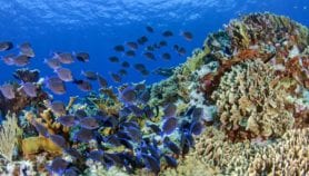Diversidad de peces es clave para recuperar arrecifes