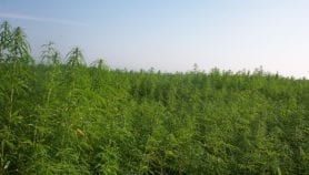 Paraguay otorga licencias para producir cannabis medicinal