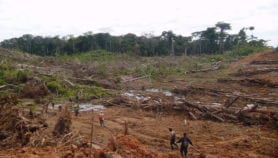 Deforestación aumenta riesgo de nuevas enfermedades