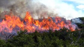 Humo de Incendios Forestales Afecta La Salud心脏突动剂