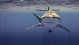 Sobrepesca：主要Verdugo de Rayas y Tiburones El Mundo