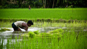 孟加拉国的稻农从地下“水库”点击