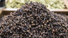 Clove oil – ideal weapon against mosquitoes