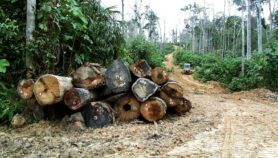“恢复热带森林”以解决气候变化