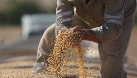中国通用政策转向种植更多的玉米,大豆