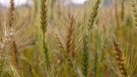 科学家开发了小麦类型以抵抗热量，干旱