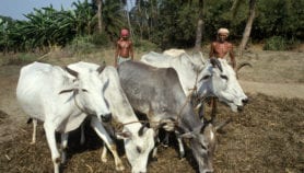软件可以帮助降低印度奶牛的甲烷排放