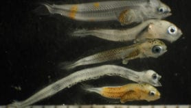 Fish larvae lose their way to safety in acidified oceans“class=