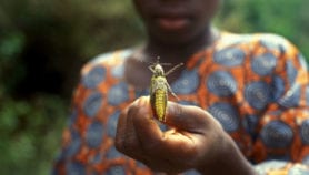 The locust invasions devastating Niger
