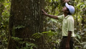 专家质疑亚马逊森林砍伐趋势放缓