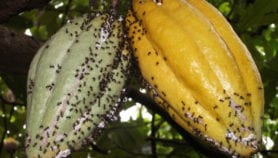 害虫蚂蚁有助于改善印尼可可产量