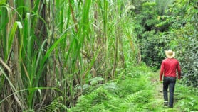 巴西的转基因甘蔗引起争议