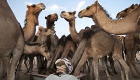 骆驼疫苗遏制MERS的威胁。