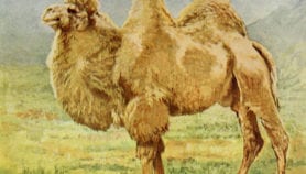 骆驼牛奶的发展承诺被研究忽略