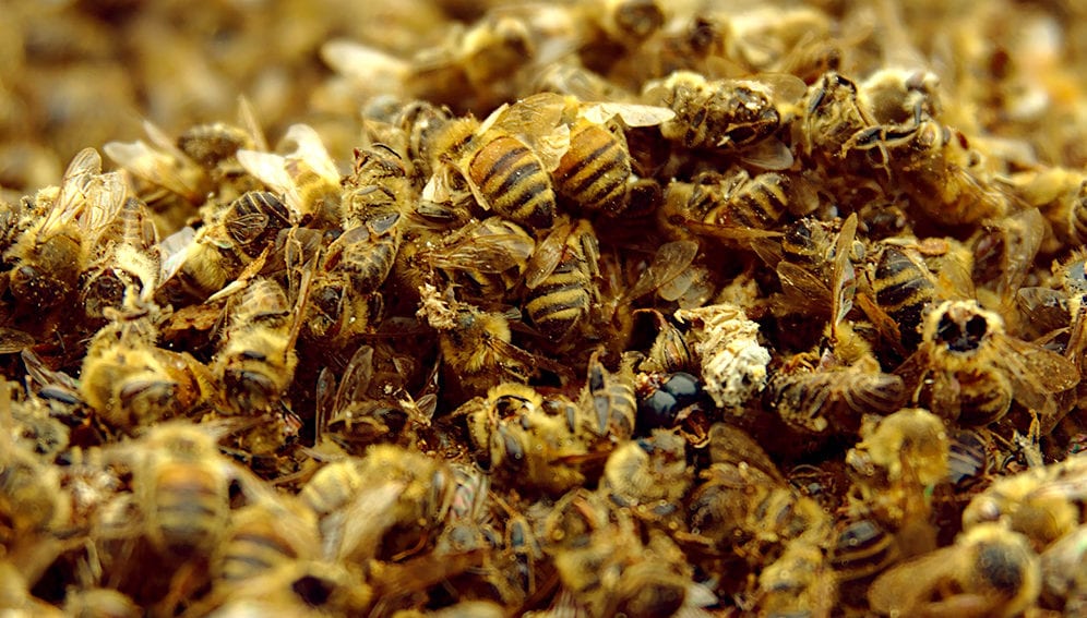 死蜜蜂 - 主要
