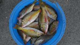 渔业政策要求优先考虑营养目标