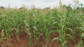 基于照片的农作物保险可以在2019年在肯尼亚首次亮相