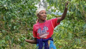 气候变化to push Ethiopian coffee farming uphill