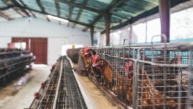 印度的家禽行业增加了抗药性
