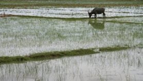 田间系统水稻转化为生物燃料和饲料
