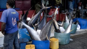 决定增加批评的Bigeye Tuna Catch限制限制