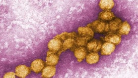 西尼罗河病毒在巴基斯坦发现