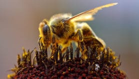 科学家说，蜜蜂促进了巴西的森林修复。