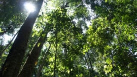 三分之二的热带森林“未来十年受到威胁”