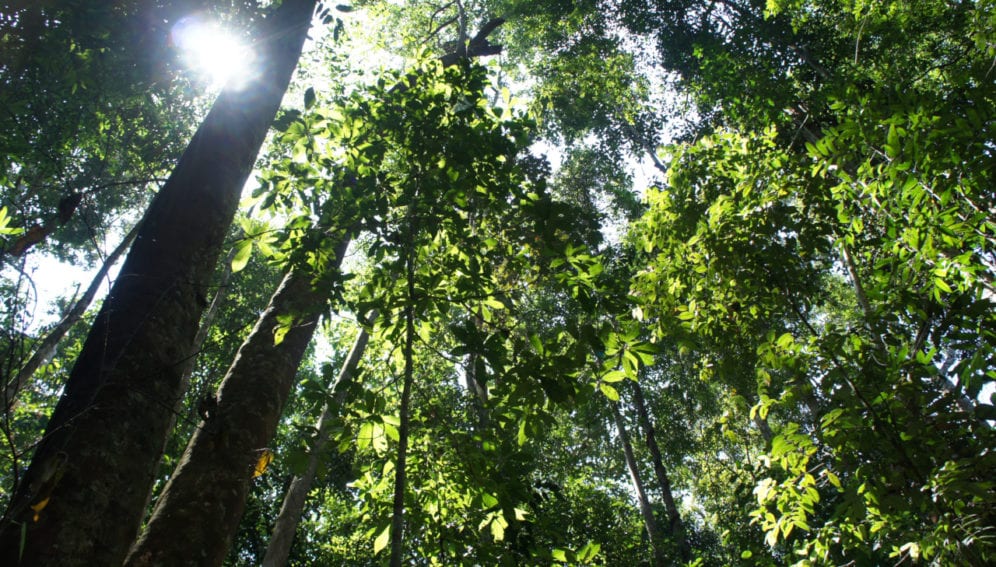 Bosques Tropicales1