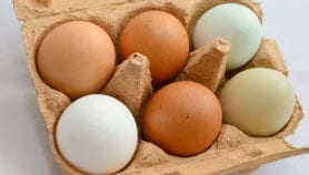 保护性生物壳可以延长鸡蛋架子的寿命