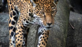 哺乳动物损失威胁拉丁美洲生态系统益处