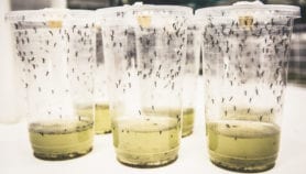 Bacteria-infected mosquitoes slash dengue cases“class=
