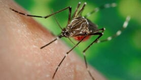 谁指导权衡风险，转基因蚊子的奖励
