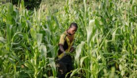 玉米短缺“非洲最大问题”