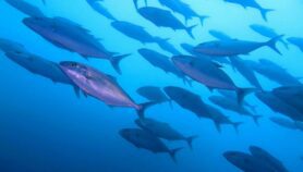 “酸化，变暖的海洋影响海鲜供应”