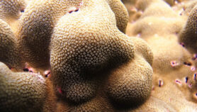 珊瑚物种承受海洋变暖了