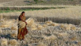 印度小麦出口禁令保持尽管七国集团(G7)的压力