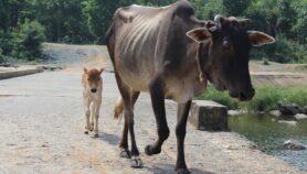 Cow dung fires linked to black fungus epidemic in India