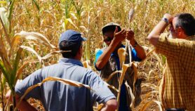 水scarcity among top 10 food security threats – study