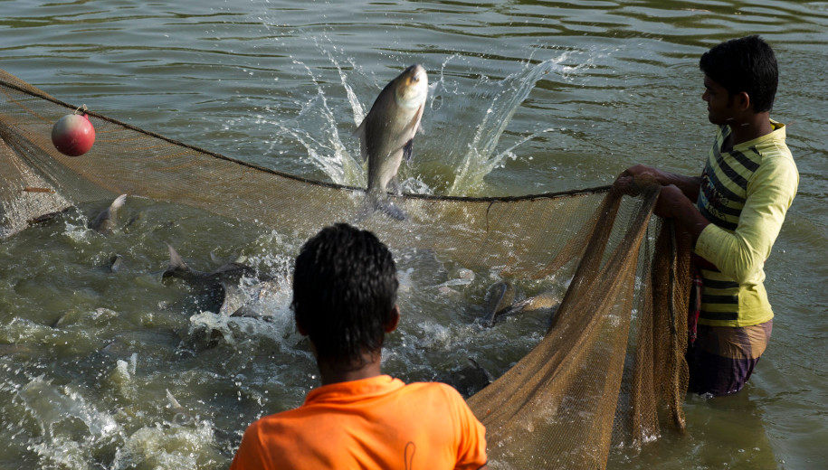 fish harvesting in Bangladesh