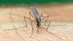 Genetically modified mosquitoes and Africa