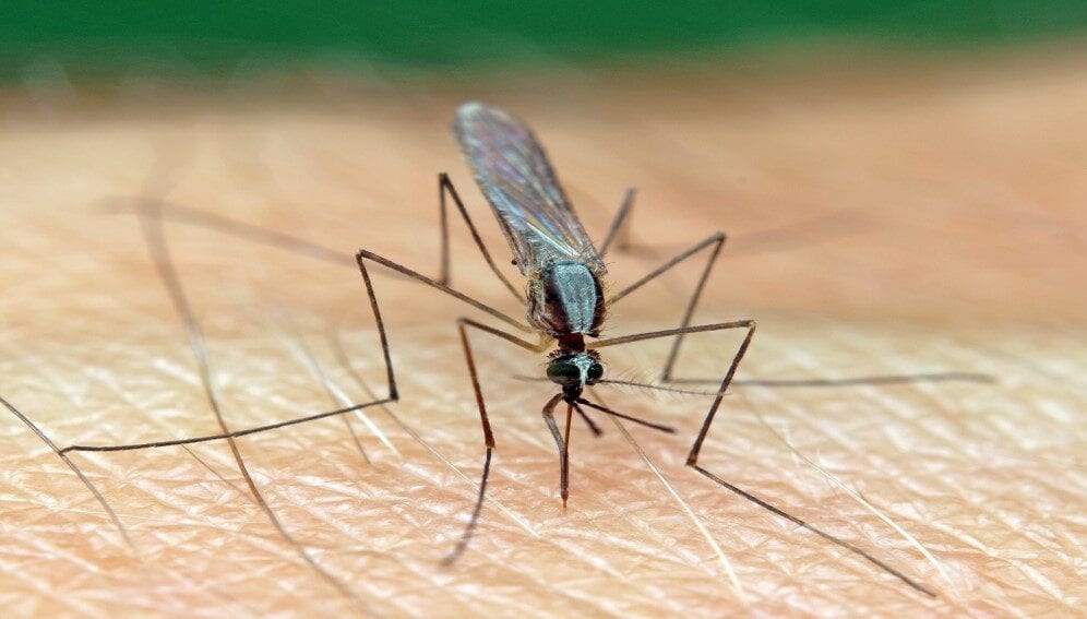 mosquito“itemprop=